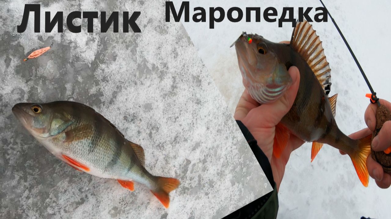 Маропедка 40 120 и Листик 35. Окунь в конце января на блесну. смотреть онлайн