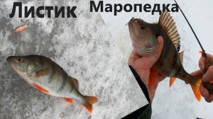 Маропедка 40 120 и Листик 35. Окунь в конце января на блесну.