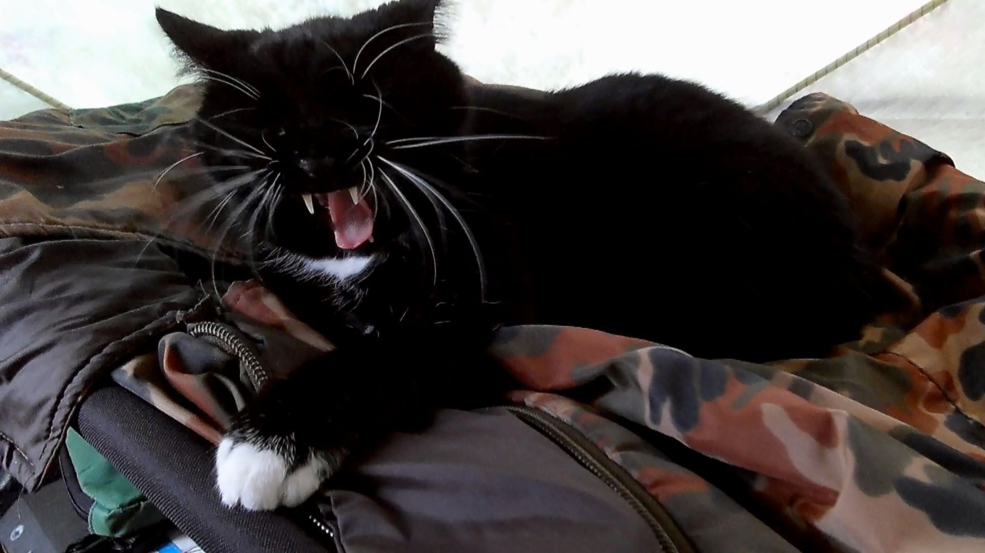 Знакомство с Карелией. Марс атакует. Часть 19 смотреть онлайн