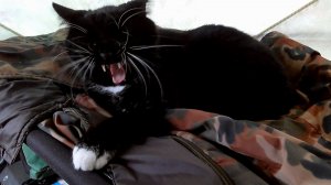 Знакомство с Карелией. Марс атакует. Часть 19