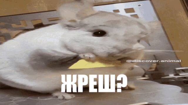 ШИНШИЛА КУШАЕТ #4 | KEK смотреть онлайн