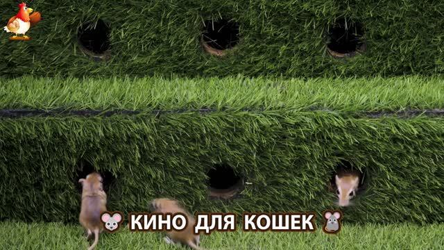 Видео для кошек про крысок развлекать питомцев 🐭🐀😂 (440) смотреть онлайн