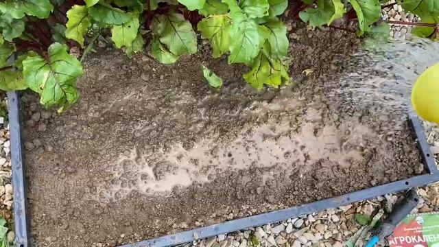 Сажаем шпинат с агрономом