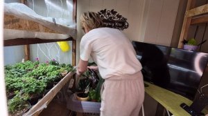 ОБЯЗАТЕЛЬНО НУЖНО ПРОВЕРЯТЬ КОМНАТНЫЕ ЦВЕТЫ НА НАЛИЧИЕ ВРЕДИТЕЛЯ