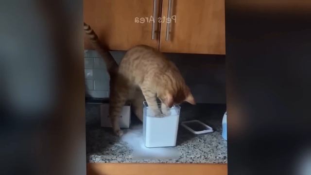 Смешные видео с котами 😺
