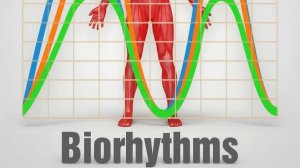 Расширенный алгоритм работы с ПО Биоритмы «Gr-I-B»