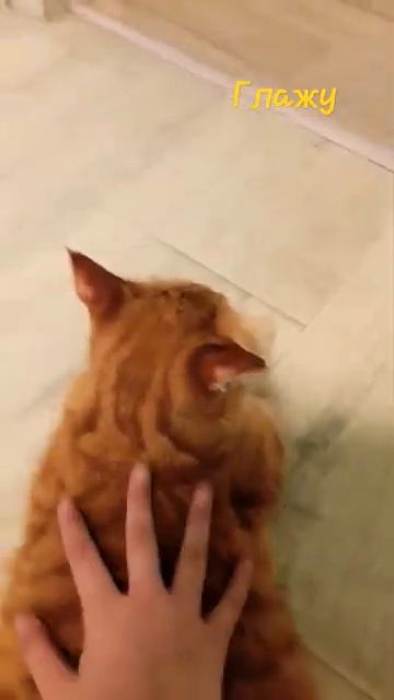 глажу кота [get.gt]