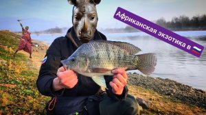 САМАЯ СИЛЬНАЯ РЫБА ЧТО Я ЛОВИЛ. ТРОФЕЙ ВЗЯТ. РЫБАЛКА В УДОМЛЕ. ТИЛЯПИЯ НА МИКРОДЖИГ. ЧАСТЬ 1.