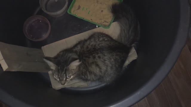 Спасение котёнка от мороза. Как сделать пространство в доме для кошки / кота. Воспитание. Кормление.