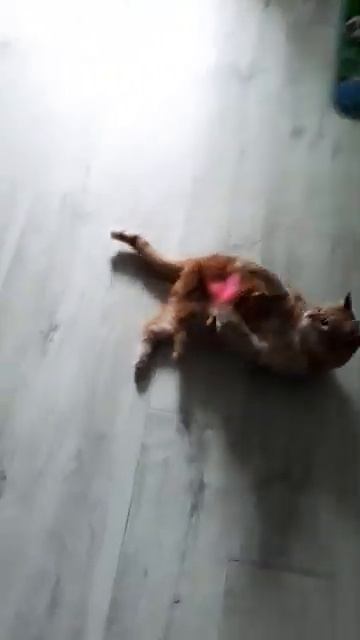 очень тигровый котик [get.gt] смотреть онлайн