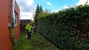 НЕУДАЧНЫЙ ВЕТРЕНЫЙ ДЕНЬ для стрижки разросшейся изгороди из бука