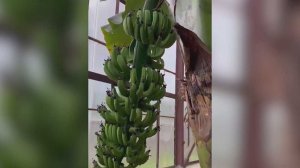 В Абхазии выращивают несколько видов тропических фруктов