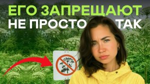 Вот почему Борщевик запрещают по всей России