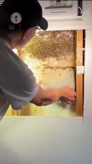 Утеплитель между каркасами с запахом меда.