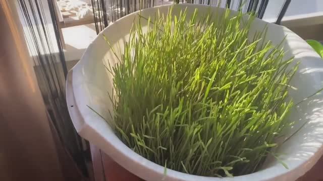 КАК И ЧЕМ КОРМИТЬ КУР ЗИМОЙ, ЧТОБЫ ВКУСНЫЕ ЯИЧКИ ВСЕГДА БЫЛИ НА ВАШЕМ СТОЛЕ. ЖИЗНЬ В ДЕРЕВНЕ.