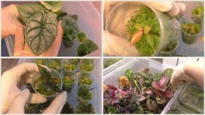 Ревизия в цветочных контейнерах с клонами и черенками. Уход за цветами.