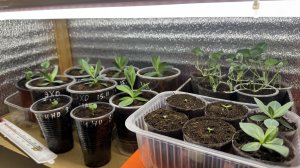 25.01.26 обзор рассады на окнах и в стеллаже. Цветы и пепино