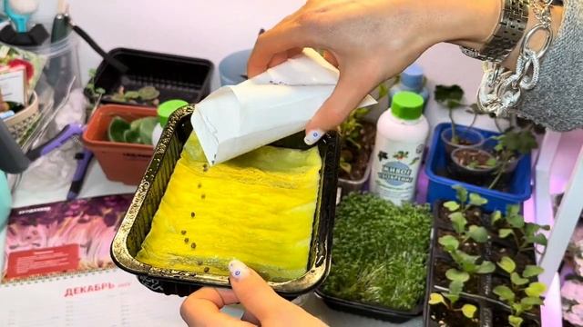 Сажаем микрозелень с агрономом