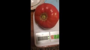 Томат Брусиловский