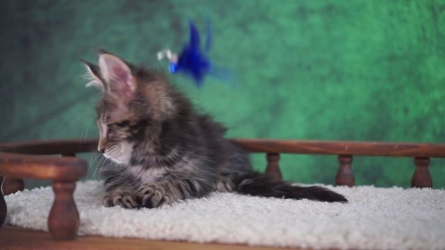 Tamerlan 2,5 месяца смотреть онлайн