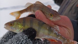 Скоро на канале рыбалка зимой!