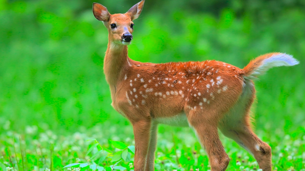 Dolby Vision‑приключение: мир животных смотреть онлайн