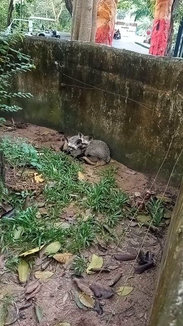 Лиса посмотрела и уснула» Пределы близости. Khao Kheow