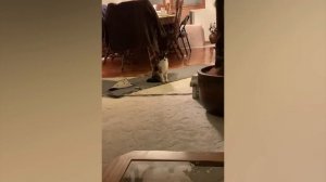 КОТИКИ СМЕШНЫЕ ВИДЕО ПРО КОТИКОВ