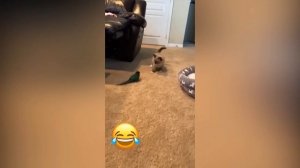 ВИДЕО СМЕШНЫХ КОТИКОВ С ОЗВУЧКОЙ