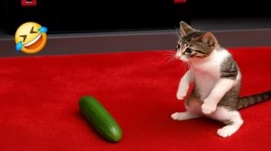 Смешные Кошки-Коты 2025 😸Лучшие приколы с кошками и Животными!😸 Кошки😸 Животные- Смешное видео!