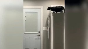 ВИДЕО КОТИКОВ СМЕШНЫЕ ДЛЯ ДЕТЕЙ