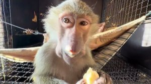 Манечка одним зубиком ест мясо быстрее чем Люся и Степа всеми зубами😁