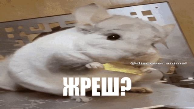 ШИНШИЛА КУШАЕТ #1 | KEK смотреть онлайн