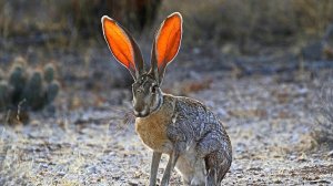 Самые Ушастые Животные на планете! Они слышат всё