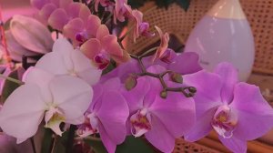 Орхоутро. Орхидеи с гигантскими цветами.