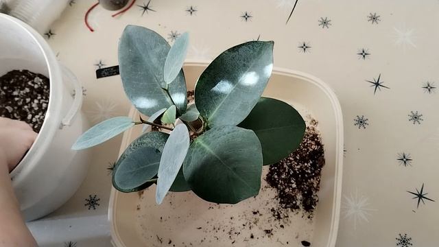 Небольшие цветочные дела. смотреть онлайн