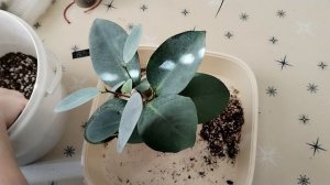 Небольшие цветочные дела.