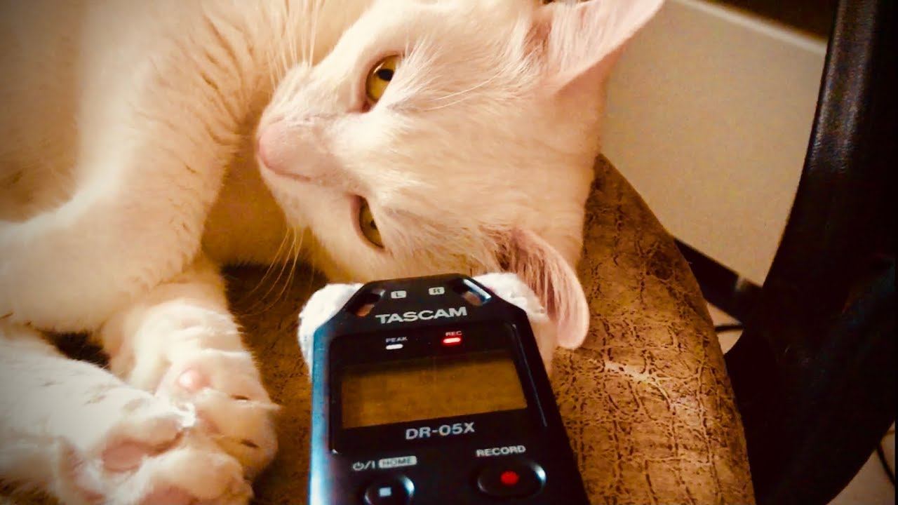 АСМР С КОТОМ + ТРИГГЕРЫ смотреть онлайн