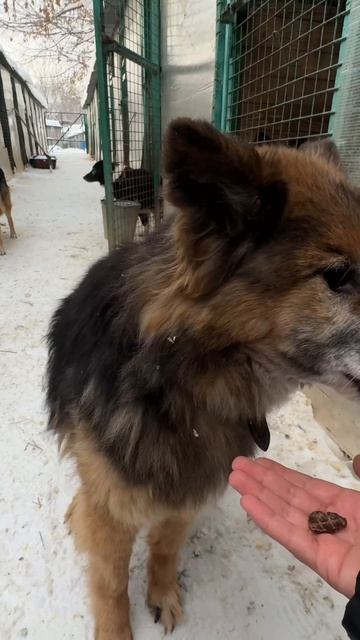 Вижу плохо, нюх отличный