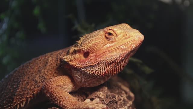 В Армавире до 23 февраля будет работать выставка пауков и рептилий «Тайна хищных» смотреть онлайн