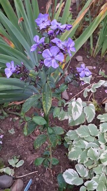 Блю парадайз