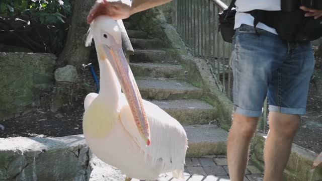 Ялта. Зоопарк "Сказка" смотреть онлайн