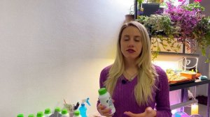 Томат Катя посев и дальнейший уход советы агронома