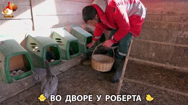 Содержание кур в домашних условиях и других птиц во дворе у Роберта 🐣🐤🦆🐔🪿🦃 (403) смотреть онлайн