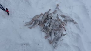 Рыбалка в палатке