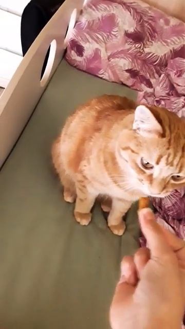 шаурма [get.gt] смотреть онлайн