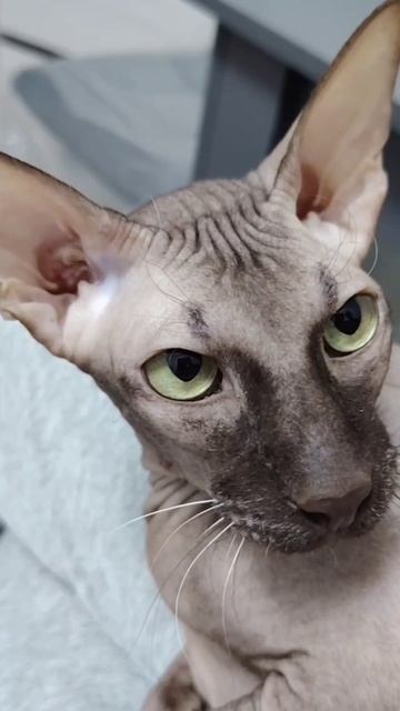 Кот, урчащий у вас на коленях, может вылечить куда лучше любого лекарства, так как он лечит энергией
