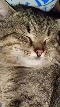 Охота на меня!😂 Юмор с животными. 26-01-2026 смотреть онлайн