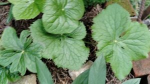 Теневой цветник, папоротники, орхидеи, морозники и поочее