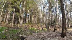 В этом лесу металлом несорили